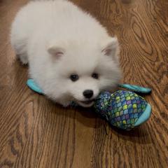 American Eskimo Dog Puppies from Northland Skies Eskies