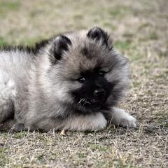 Keeshond Puppies from Anna Boehringer