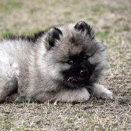 Keeshond Puppies from Anna Boehringer