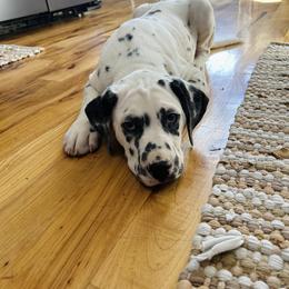 Black White Male - White and black male Dalmatian puppy in Fayette, Missouri from Lazy B Bassets and Dalmatians