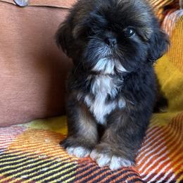 SALE.      Mudslide - Gold male Shih Tzu puppy in Sharon, Pennsylvania from Keystone Danes and Shih tzus