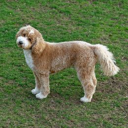 Stella - Australian Labradoodle
