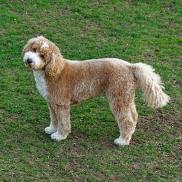 Stella - Australian Labradoodle