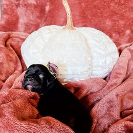 French Bulldog Puppies from PHP's Starbulls