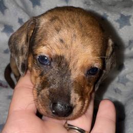 Boy 1 - Dapple male Dachshund puppy in Martin, Georgia from Dachshund heaven