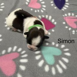 Simon - Black and white male Shih Tzu puppy in Conway, Missouri from Hillside Loop Kennel LLC