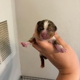 Girl 4 - Red merle female Miniature Australian Shepherd puppy in Brenham, Texas from Stone N Rose Kennels