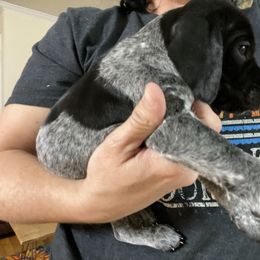 German Shorthaired Pointer Puppies from Fishing Creek GSP