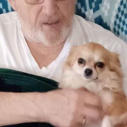 Roxy - Chihuahua