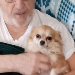 Roxy - Chihuahua