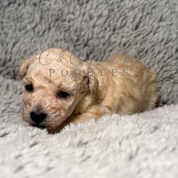 Cream - Cream female Poodle puppy in Austin, Texas from C & C Texas Toy Poodles