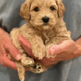 Blue Girl - Caramel female Australian Labradoodle puppy in Bend, Oregon from High Desert Labradoodles