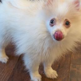 Sonic - Beaver male Pomeranian puppy in Danielsville, Georgia from PassionatePomPoms