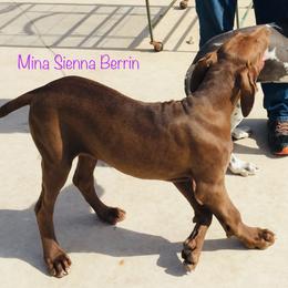 Great Dane Puppies from Texas Devine Danes