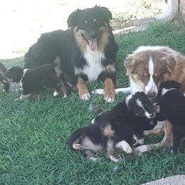 Australian Shepherd Puppies from CassLee Australian Shepherds