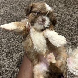 Poodle and Shih Tzu Puppies from Royalti Pups