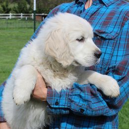 Girl 2 - Light golden female Golden Retriever puppy in Chehalis, Washington from Tradition Golden Retrievers