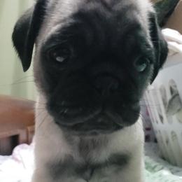 Boy 3 - Fawn male Pug puppy in Gadsden, Alabama from Carla's Pugs