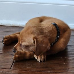 Labrador Retriever Puppies from Kelley's Red Clay Labradors