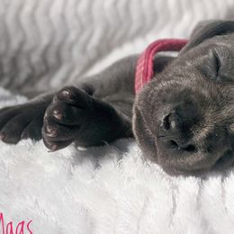 Girl 3 - Blue Weimaraner puppy in Jupiter, Florida from Khepri Weimaraners