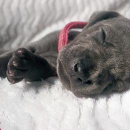 Girl 3 - Blue Weimaraner puppy in Jupiter, Florida from Khepri Weimaraners