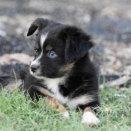 Benny - Black tri male Miniature Australian Shepherd puppy in Wichita Falls, Texas from Shooting Stars Ranch Toy and Mini Aussies