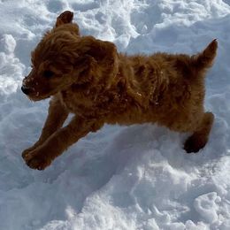 Poodle Puppies from Pampered Pawz