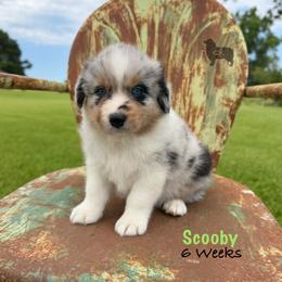 Scooby - Blue merle male Australian Shepherd puppy in El Dorado Springs, Missouri from OR Aussies