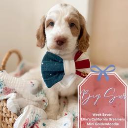 Big Sur - Parti male Goldendoodle puppy in California City, California from Summer Sun Doodles