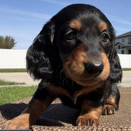 Kona - AKC - Black and tan female Dachshund puppy in Omaha, Nebraska from Colorful Dachshunds
