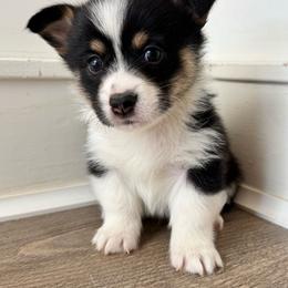 Tri male beautiful scarf - Black and tan male Pembroke Welsh Corgi puppy in Clarksville, Tennessee from Cooler Farms Corgis