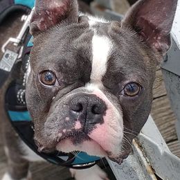 Mahoe - Boston Terrier