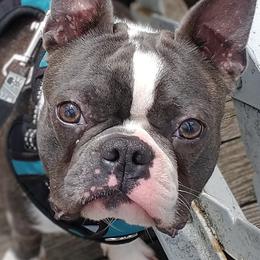 Mahoe - Boston Terrier