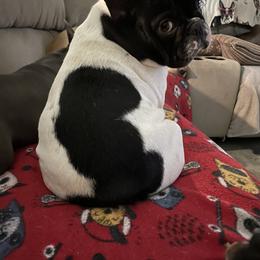 French Bulldog Puppies from Peaceful Prayers French Bulldogs