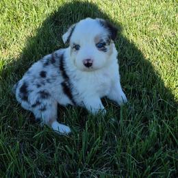Ivan (Sora) - Blue merle male Australian Shepherd puppy in Harrodsburg, Kentucky from Triple M Aussies