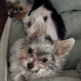 Mia (click on pic) - Parti female Yorkshire Terrier puppy in Kingston, Oklahoma from Lake Life