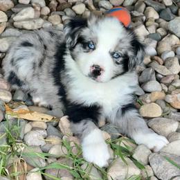 Jett - Blue merle male Miniature Australian Shepherd puppy in Marion, Michigan from Highland Hills Mini Aussies