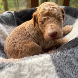 Rhysand - Cream male Labradoodle puppy in Watertown, Tennessee from PawfectBud