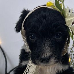 Little Lady Purple - Black and white Assorted Doodle Crosses puppy in Clinton, Montana from BoLo Doodles