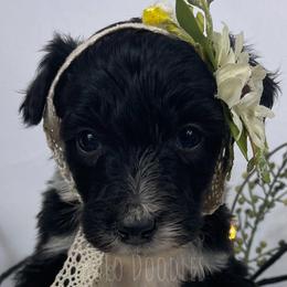 Little Lady Purple - Black and white Assorted Doodle Crosses puppy in Clinton, Montana from BoLo Doodles