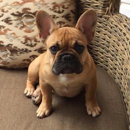 French Bulldog Puppies from Legend French Bulldogs