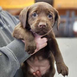 Aurora- Purple Collar - Chocolate female Labrador Retriever puppy in Boyd, Minnesota from Lindley Labradors