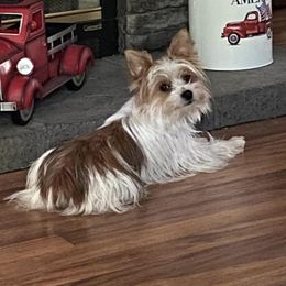 Yorkshire Terriers from Piedmont Yorkies of NC