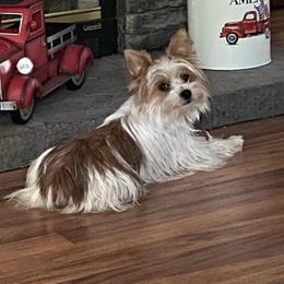 Yorkshire Terriers from Piedmont Yorkies of NC
