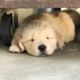 Golden Retrievers from Caliber Golden Retriever’s