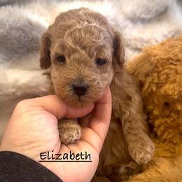 Elizabeth - Apricot female Poodle puppy in Traverse City, Michigan from Riyem Wildflower Farms