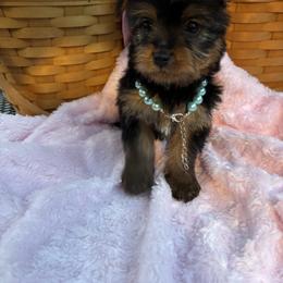 Tiny Girl 3 - Black and gold female Yorkshire Terrier puppy in Charleston, West Virginia from Mountain State Puppies