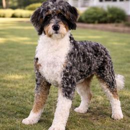 Folly - Bernedoodle