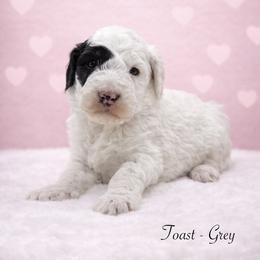 Toast - Black and white male Sheepadoodle puppy in Thornville, Ohio from Four Front Doodles & Friends