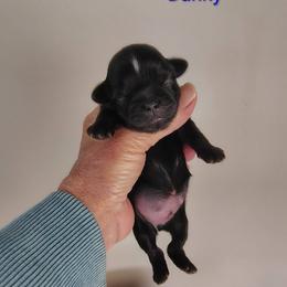 Danny - Red male Shih Tzu puppy in Palmyra, New York from Karen's Tzus of Palmyra-Macedon